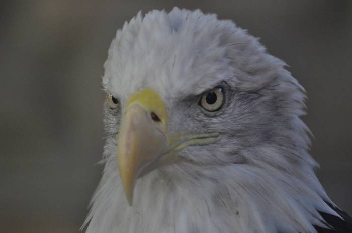 American bald eagle, closeup of head